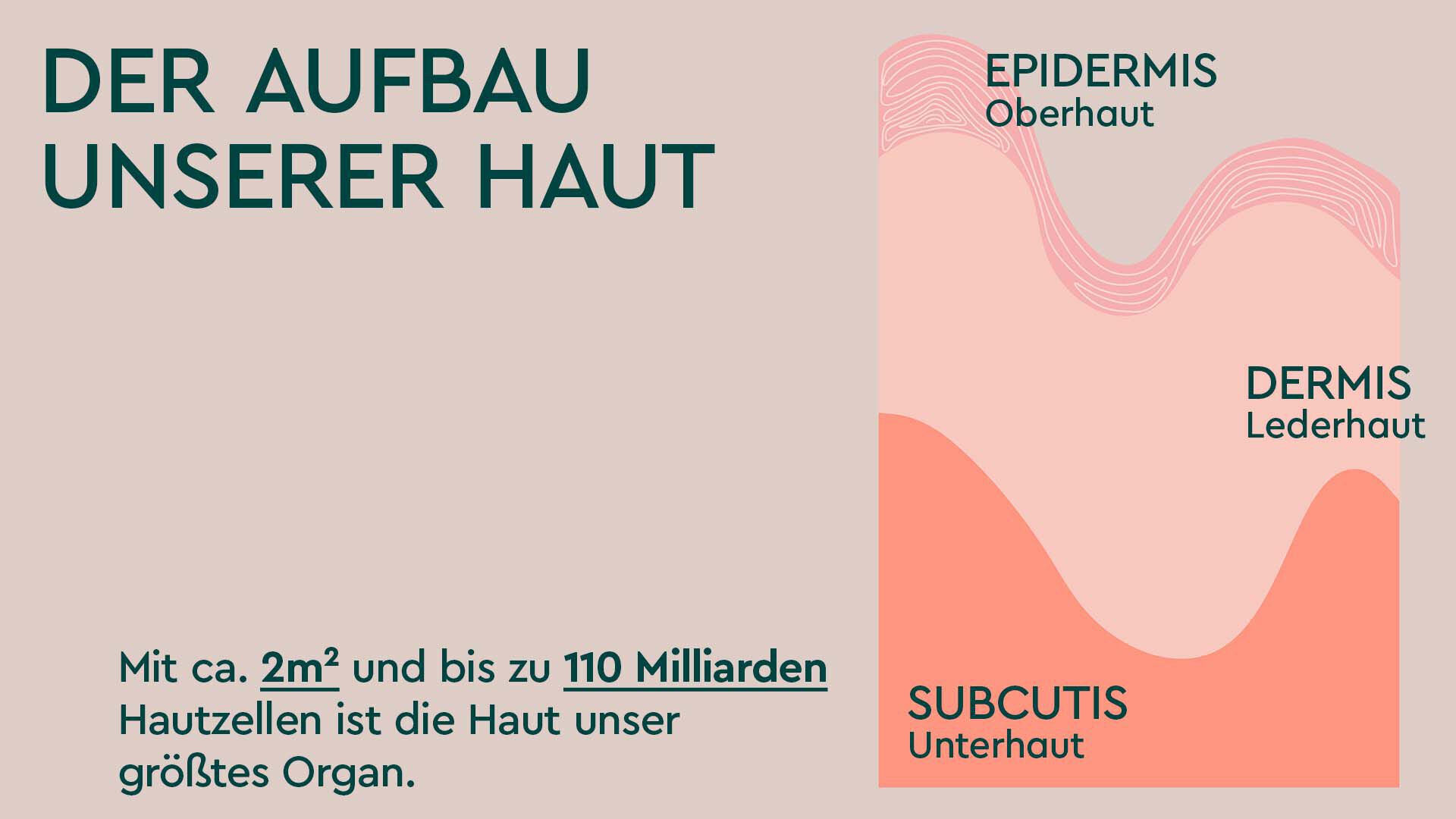 Unsere Haut ist in Schichten aufgebaut: Der Oberhaut oder Epidermis, der Lederhaut oder Dermis und der Unterhaut, der Subcutis.